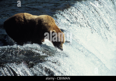 Brown Bears on top of Brooks Falls and fishing for salmon in Brooks river and NakNek Lake. Katmai National park in Alaska. Stock Photo