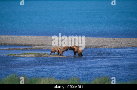 Brown Bears on top of Brooks Falls and fishing for salmon in Brooks river and NakNek Lake. Katmai National park in Alaska. Stock Photo