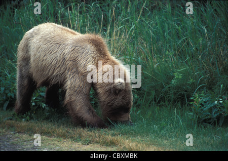 Brown Bears on top of Brooks Falls and fishing for salmon in Brooks river and NakNek Lake. Katmai National park in Alaska. Stock Photo