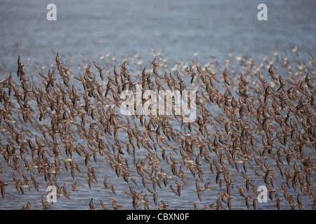 A flock of shorebirds in flight at Punta Chame, Pacific coast, Panama province, Republic of Panama.
