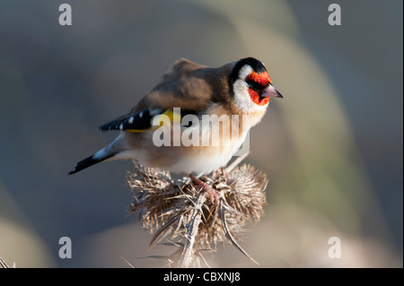 Goldfinch (Carduelis carduelis,) feeding on thistle Stock Photo