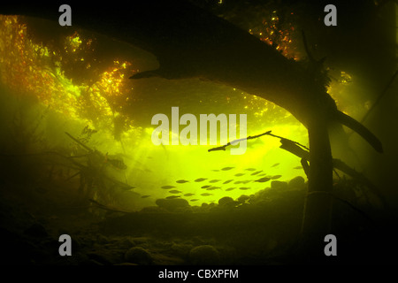 A shoal of fish in a river (Allier - Auvergne - France). Banc de poissons en rivière (Allier 03 - Auvergne - France). Stock Photo