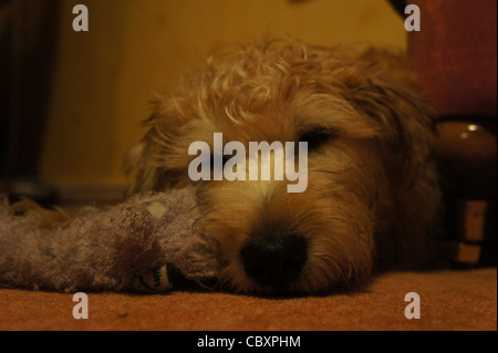 SONY DSC, Wheaten terrier puppy asleep Stock Photo