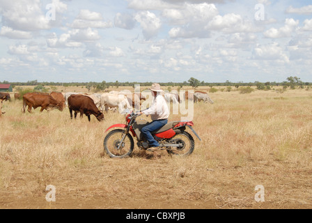 Australian stockman (cowboy) on a motorbike driving cattle at ...