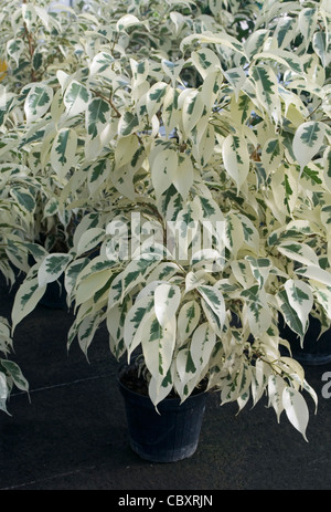 Ficus benjamina STARLIGHT or  Starlight Weeping Fig Stock Photo