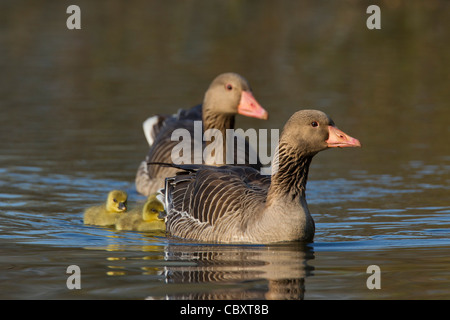 Greylag goose / graylag goose pair (Anser anser) swimming with goslings on lake in spring, Germany Stock Photo