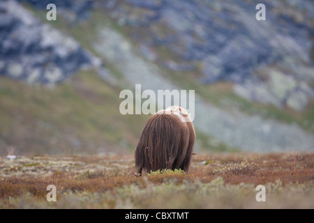 Muskox in mountain tundra Stock Photo