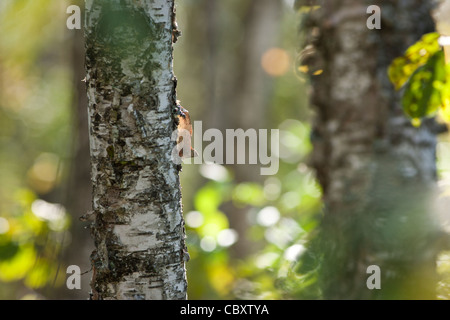 Birch bark peeling off from trunk Stock Photo