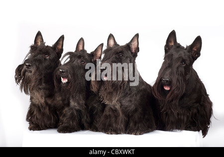 Scottish terrier Stock Photo