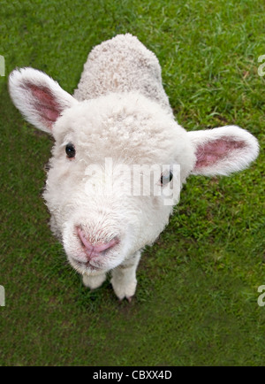 New Zealand lamb on farm (Hobbiton Movie Set and Farm Tours) near Matamata