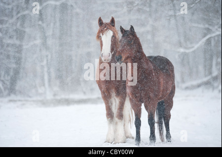 Draft and Morgan horses in snowstorm Stock Photo