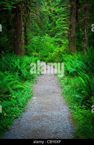 Hoh River Trail in Hoh Rainforest in Olympic National Park Stock Photo