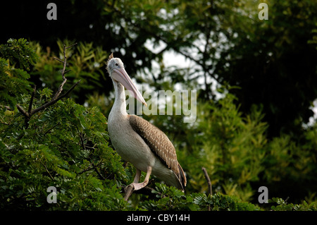 Spot-billed pelican perched on a tree Stock Photo