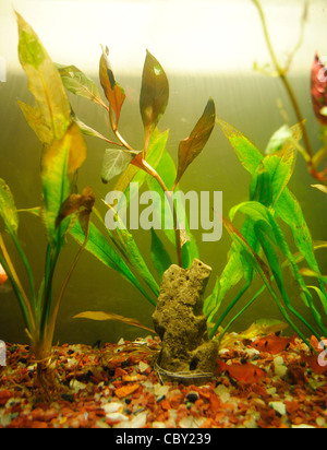 Aquarium(artificial aquatic habitat). Stock Photo
