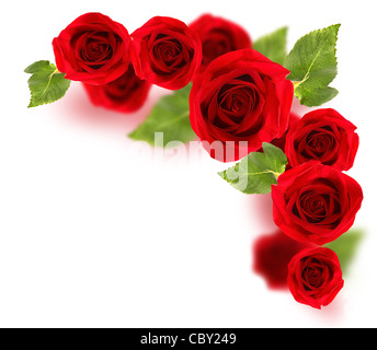Fresh red roses border isolated on white background Stock Photo