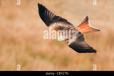 Red Kite Milvus milvus flying low over Welsh Countryside Stock Photo