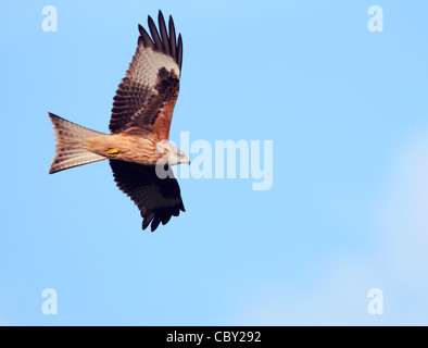 Red Kite Milvus milvus Stock Photo