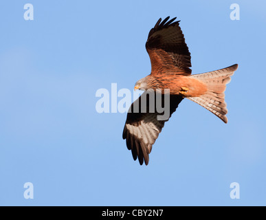 Red Kite Milvus milvus Red Kite Milvus milvus
