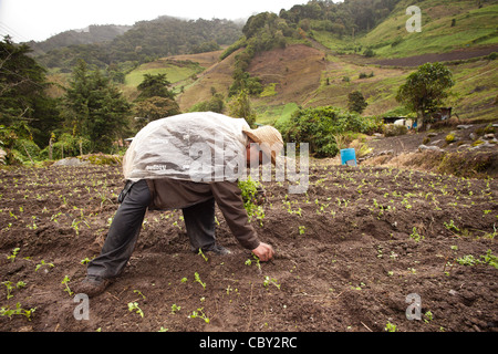 Agricultural worker planting in the fields on a rainy day in the famlands below Cerro Punta, Chiriqui province, Republic of Panama, Central America. Stock Photo