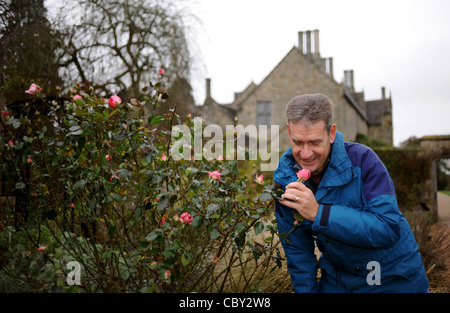 Media Photo Call - Chris Clennet the garden manager at Wakehurst Place in Sussex with an Eve Price rose which is still in bloom in December Stock Photo