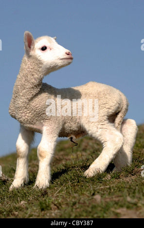 Spring Lamb in religious pose Stock Photo