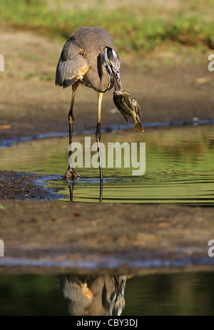 Speared by a GreatBlue Heron Stock Photo