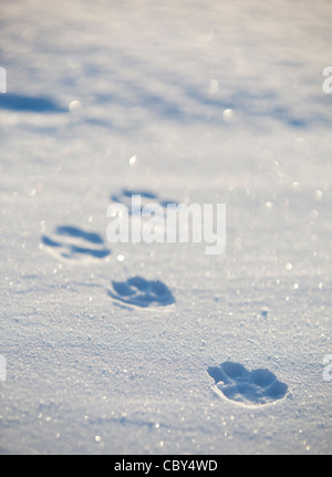 Closeup of European hare ( lepus timidus ) paw prints on snow at Winter , Finland Stock Photo