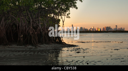 Beautiful Miami sunset as seen from a wild mangrove forest Stock Photo
