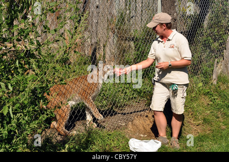 A zookeeper feeds raw meat to a lynx as part of the zoo show August 29, 2010 at the Papanack Zoo in Wendover, Ontario. Stock Photo