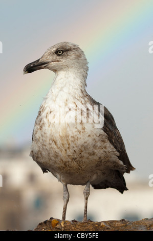 Seagull, Essaouira,Morocco Stock Photo