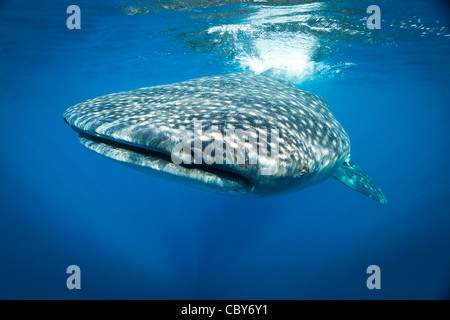 Whale Shark swimming toward camera at the surface of the water Stock Photo