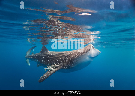 Whale shark and his traveling companions feeding at the water surface. Stock Photo