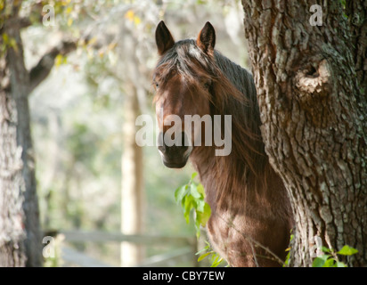 Ardennes horse Black and White Stock Photos & Images - Alamy