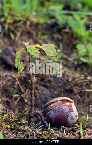 Young Oak Tree Seedling Growing from Acorn Stock Photo