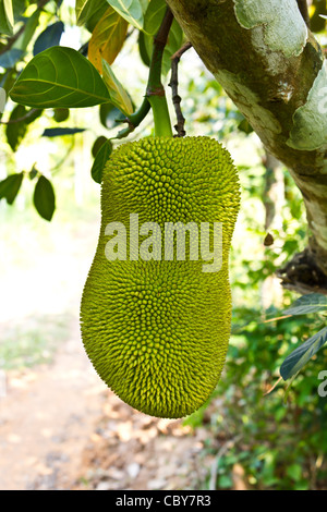 young jackfruit on tree in Nakhonnayok, Thailand. Stock Photo