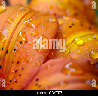 Closeup of African tiger lily flower petals with raindrops Stock Photo