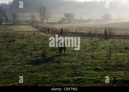 One dairy cow standing in a field in fog with sun streaming through Stock Photo