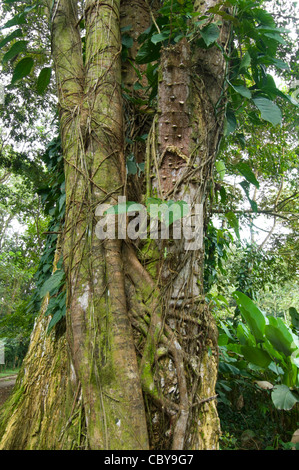 Luxuriant Vegetation on a Tree Hacienda Baru Costa Rica Puntarenas Province Stock Photo