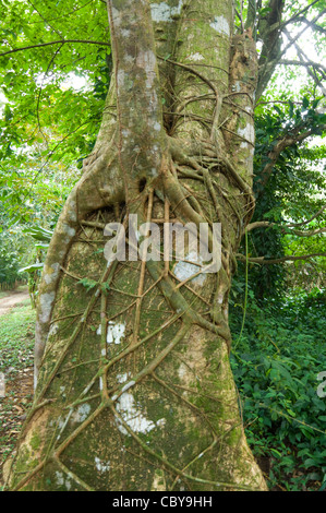 Strangler Fig Tree Hacienda Baru Costa Rica Dominical Stock Photo