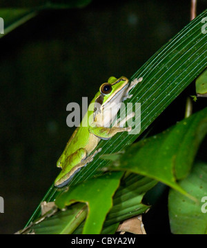 Masked Frog Smilisca phaeota Manuel Antonio Costa Rica Stock Photo