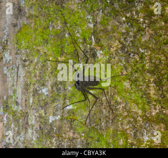 Tailless Whipscorpion (Paraphrynus laevifrons), Costa Rica Stock Photo