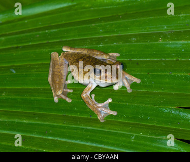Gladiator Frog (Hyla rosenbergi), Manuel Antonio, Costa Rica