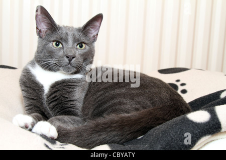 young grey kitten cat laying down on black and white patterned fleece blanket with white radiator background Stock Photo