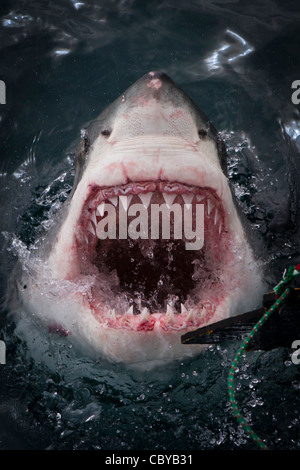 Great White Shark (carcharodon carcharias) jaws, open mouth, face on with decoy, Gansbaai South Africa Stock Photo