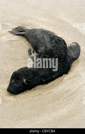 Dead Cape Fur Seal Pup - Cape Cross Seal Reserve - near Henties Bay, Namibia, Africa Stock Photo