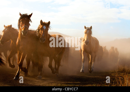 A herd of horses running in Inner Mongolia Stock Photo - Alamy
