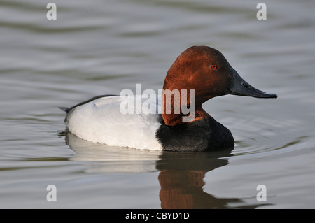 Canvasback Duck - Aythya valisineria, male Stock Photo