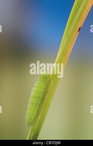 Wall or Wall Brown butterfly larva (Lasiommata megera) on grass stem Stock Photo