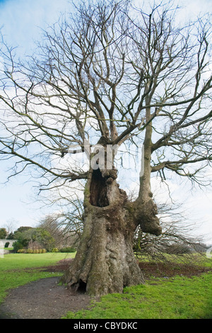 English Elm (Ulmus procera) one of the 'Preston Twins', Preston Park, Brighton, UK Stock Photo