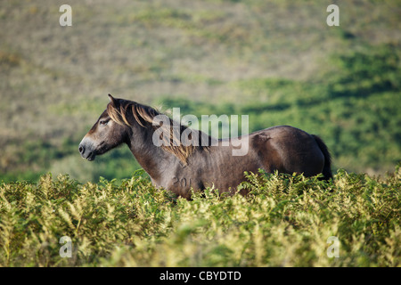 Exmoor Pony Dunkery and Horner Woods NNR, Somerset, UK Stock Photo